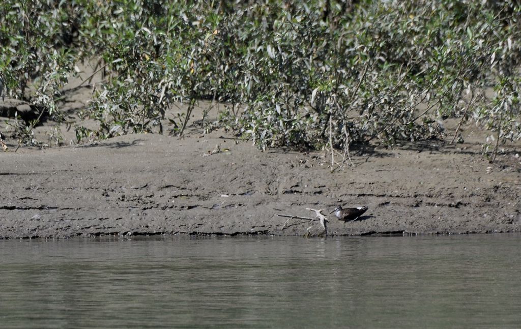 Piro piro culbianco e nutria giovane